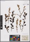 Foto von Salix aurita L.